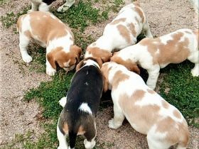 knuffige reinrassige tricolor und bicolor Beagle Welpen suchen eine liebes neues zu Hause