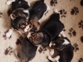 knuffige tricolor Beagle Welpen suchen ab dem 14.August eine liebes neues zu Hause