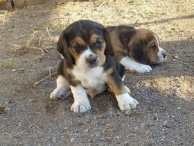 knuffige reinrassige tricolor Beagle Welpen suchen ab dem 14.August eine liebes neues zu Hause