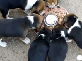 knuffige reinrassige tricolor Beagle Welpen suchen ab dem 28.August eine liebes neues zu Hause
