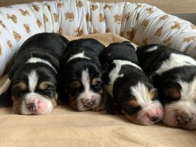 knuffige reinrassige tricolor Beagle Welpen suchen ab dem 28.August eine liebes neues zu Hause