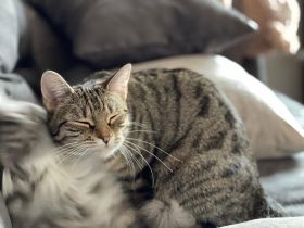 Katze in gute Hände abzugeben