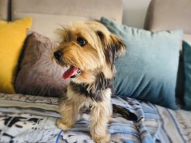 Yorkie Mädchen sucht Körbchen