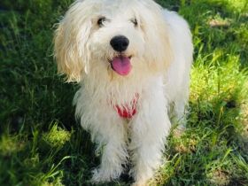 Maltipoo Mix Mädchen Pammy