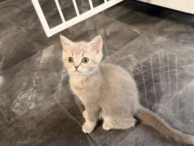 BKH kitten Kater lilac golden reinrassig Britisch Kurzhaar grau Katze Kätzchen