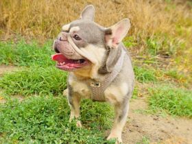 Französische Bulldogge Buny