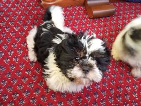 Shih Tzu & Havaneser Mischlinge