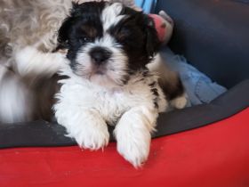 Shih Tzu & Havaneser Mischlinge