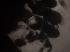 4 süße Katzenkinder suchen Ende August ein liebevolles Zuhause