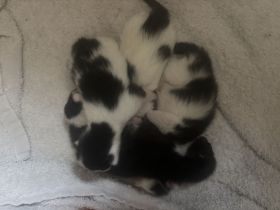 4 süße Katzenkinder suchen Ende August ein liebevolles Zuhause