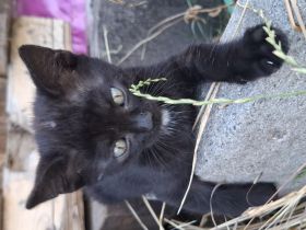 Wunderschöne Katzenbabys