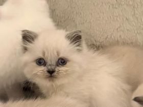 BKH Kitten