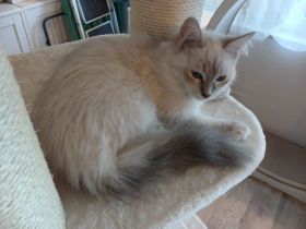 Ragdoll Kitten suchen ihr neues Zuhause – sofort auszugsbereit
