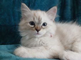 Ragdoll Kitten suchen ihr neues Zuhause – sofort auszugsbereit