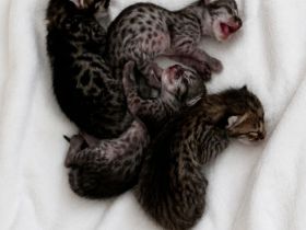 Rassetypische Savannah Kitten