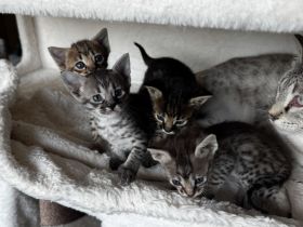 Rassetypische Savannah Kitten
