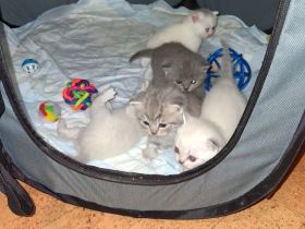 BKH Kitten