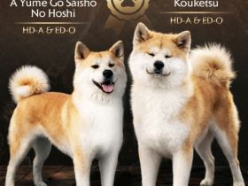 AKITA INU – FCI-Wurf