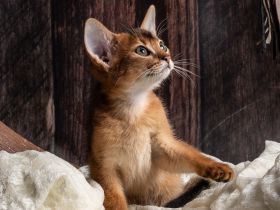 Bezaubernde Aby-Kitten mit Ahnentafel
