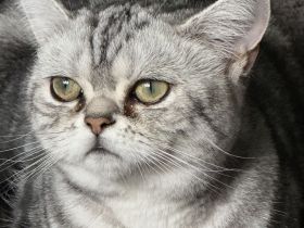 Liebevolle BKH-Katze Fluffy sucht ein neues Zuhause ❤️