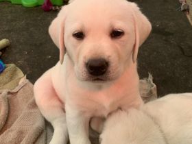 Labrador-Welpen