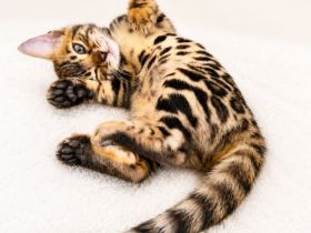 Wunderschöne Bengal Kitten mit erstklassigem Stammbaum
