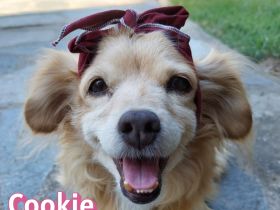 Cookie, 09/16 - kleiner Hund, großes Herz