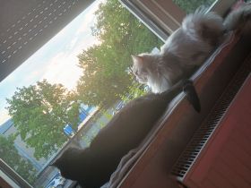 Perser mix