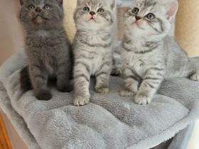Britisch Kurzhaar Kitten