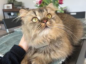Britisch Langhaar BLH Katze kinderfreundlich