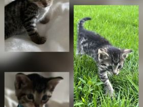 2 Katzenbabys Kitten Kater