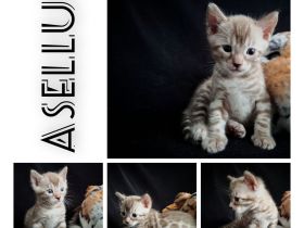 snow Bengal Kater Katze nach Sternen benannt mink 6 Kitten mit Stammbaum Gesundheitsvorsorge