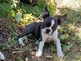 Boston Terrier Welpen mit viel Charme, FCI Ahnentafel