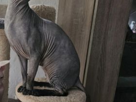 Sphynx Deckkater gesucht