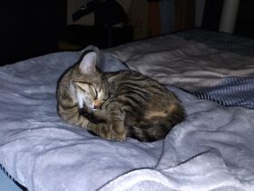 Liebevolles Zuhause für kleine Katze gesucht
