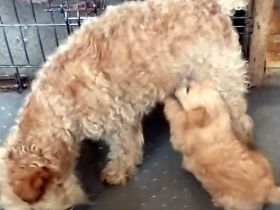Lakeland Terrier Welpen