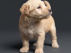 Lakeland Terrier Welpen
