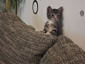 Katzenbaby