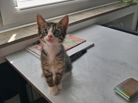 Katzenbaby