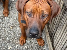 Rhodesian Ridgeback (Deckrüde)