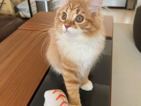 Sibirische Katze (weiblich)