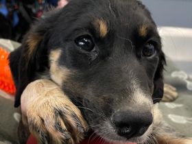 Adora, Argos, Ariadne, Athena und Artemis, 03/26 - 5 Babies auf der Suche nach Glück