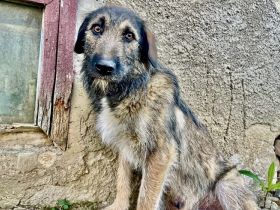 Zauberhafte Mystery sucht liebevolles ländliches Zuhause