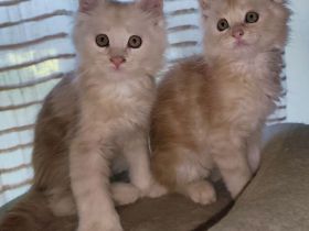 Maine Coon Kitten suchen neuen Kletterbaum