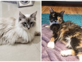 Zauberhafte Maine-Coon-Kitten suchen liebevolles Zuhause