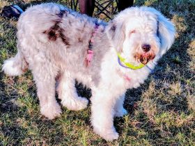 suche Deckrüden Bobtail