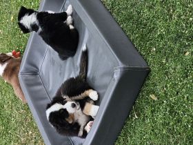 Miniature American Shepherd Welpen