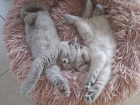 BKH Kitten Blue und Weiß Blue Point