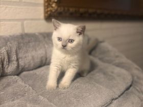 3 wunderschöne Britisch Kurzhaar (BKH) Kitten suchen ab sofort ein liebevolles Zuhause.