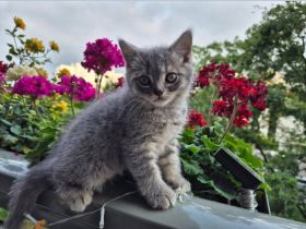 Bkh kitten